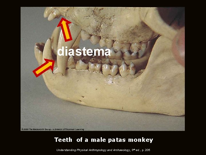 diastema Teeth of a male patas monkey Understanding Physical Anthropology and Archaeology, 9 th