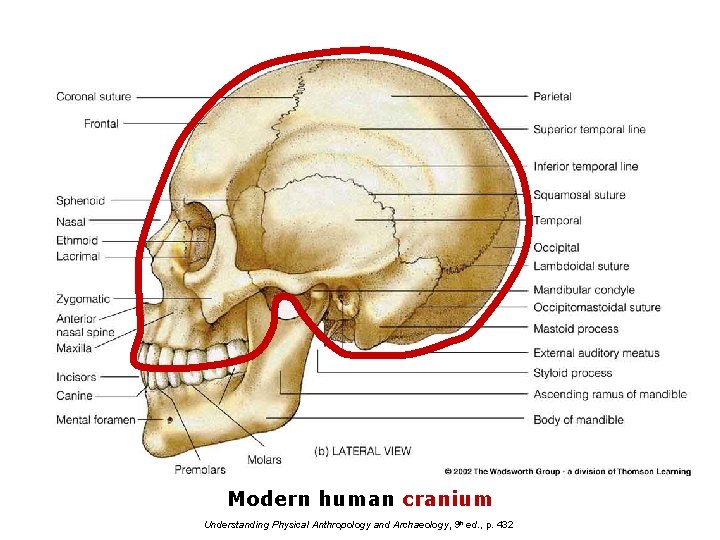 Modern human cranium Understanding Physical Anthropology and Archaeology, 9 th ed. , p. 432