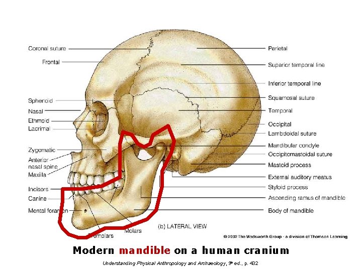 Modern mandible on a human cranium Understanding Physical Anthropology and Archaeology, 9 th ed.