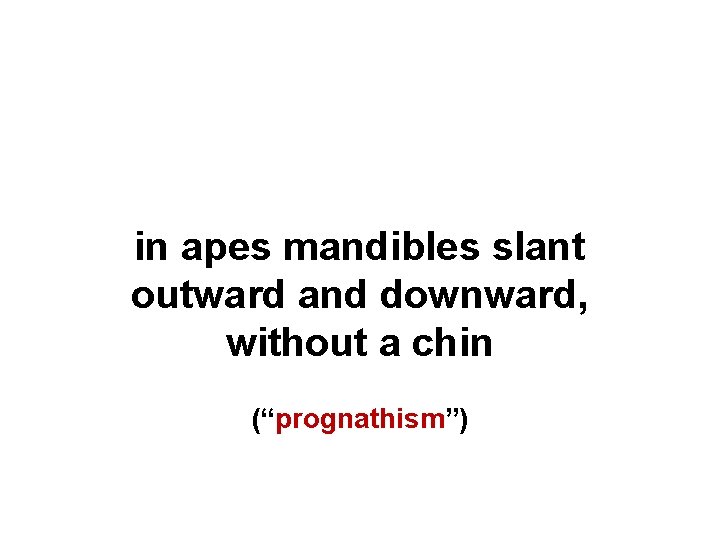 in apes mandibles slant outward and downward, without a chin (“prognathism”) 