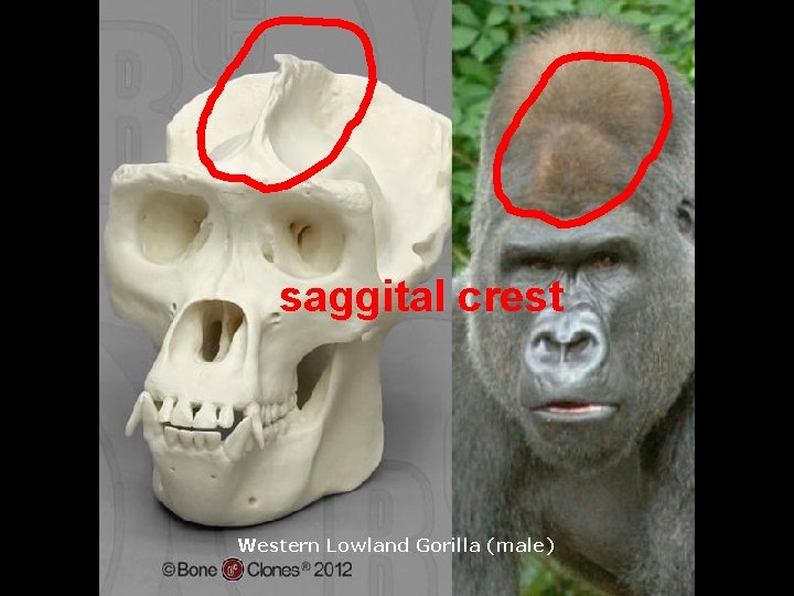 saggital crest Western Lowland Gorilla (male) source 