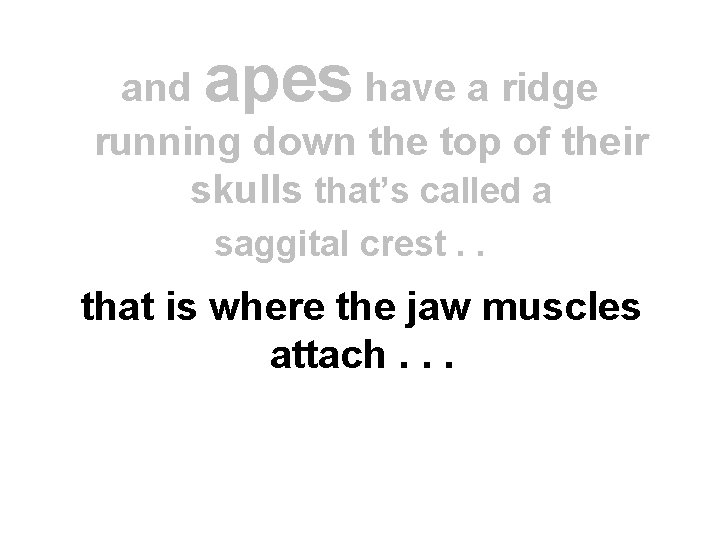 apes and have a ridge running down the top of their skulls that’s called