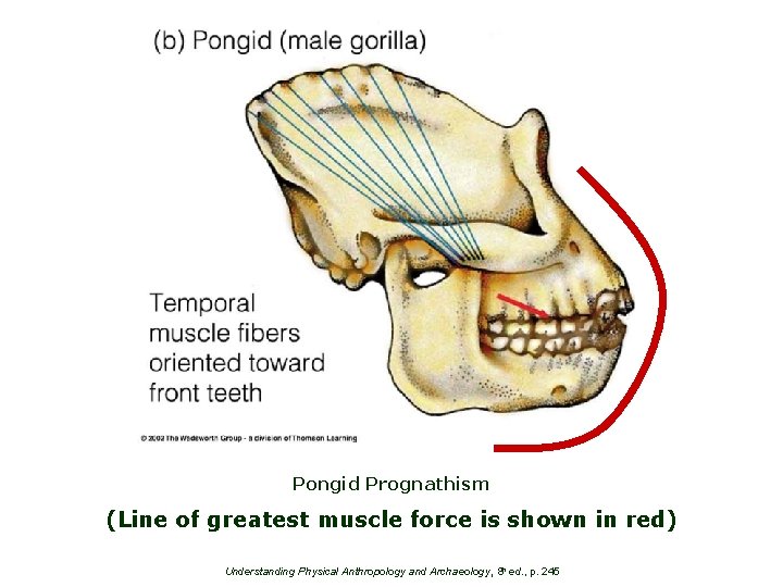 Pongid Prognathism (Line of greatest muscle force is shown in red) Understanding Physical Anthropology