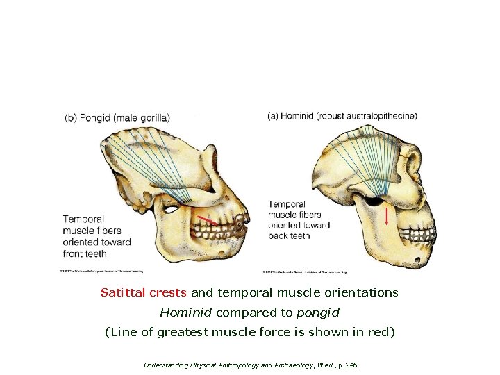 Satittal crests and temporal muscle orientations Hominid compared to pongid (Line of greatest muscle