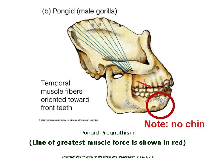 Note: no chin Pongid Prognathism (Line of greatest muscle force is shown in red)