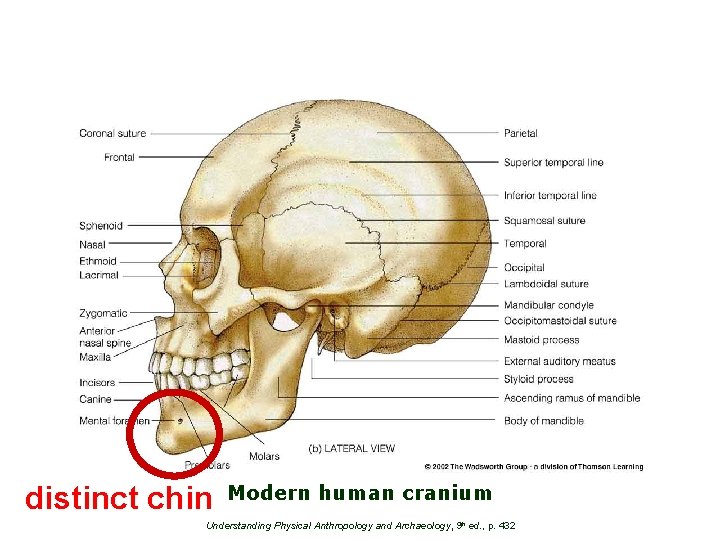 distinct chin Modern human cranium Understanding Physical Anthropology and Archaeology, 9 th ed. ,