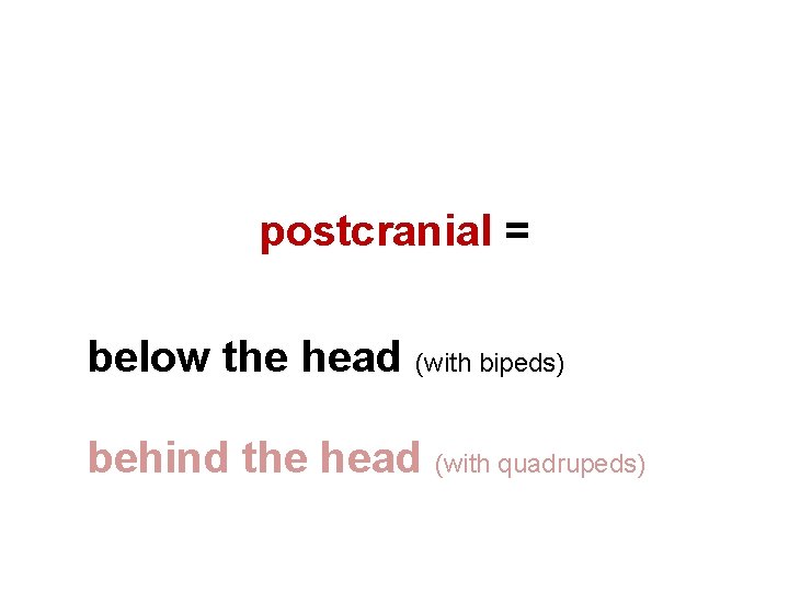 postcranial = below the head (with bipeds) behind the head (with quadrupeds) 