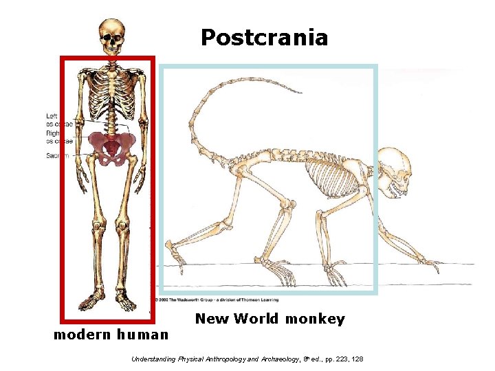 Postcrania modern human New World monkey Understanding Physical Anthropology and Archaeology, 8 th ed.