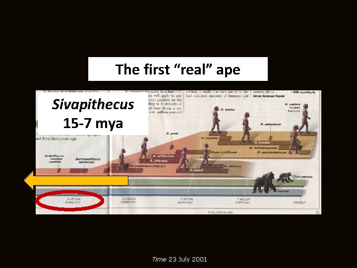 The first “real” ape Sivapithecus 15 -7 mya Time 23 July 2001 