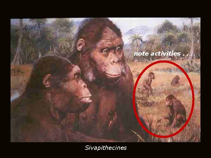 note activities. . . Sivapithecines 