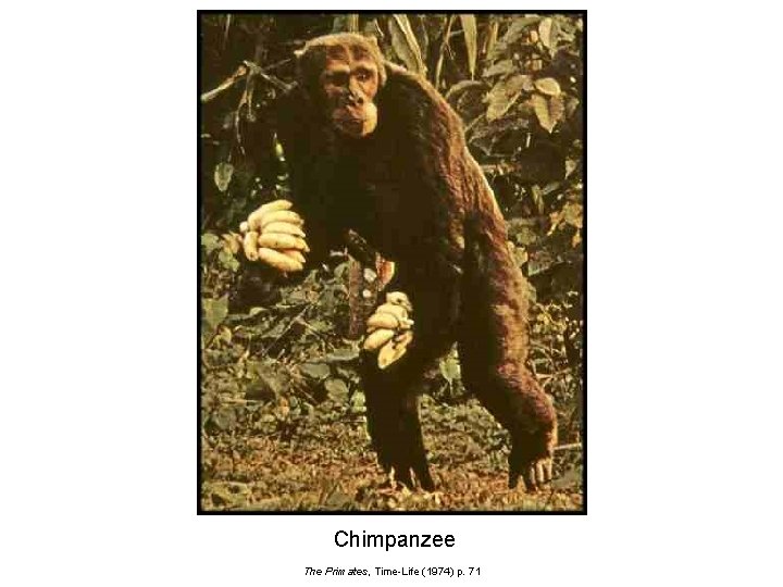 Chimpanzee The Primates, Time-Life (1974) p. 71 