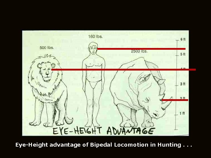 Eye-Height advantage of Bipedal Locomotion in Hunting. . . 