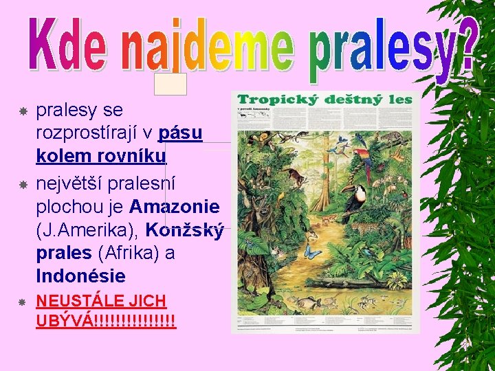  pralesy se rozprostírají v pásu kolem rovníku největší pralesní plochou je Amazonie (J.