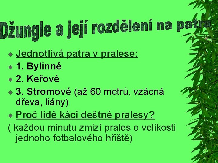 Jednotlivá patra v pralese: 1. Bylinné 2. Keřové 3. Stromové (až 60 metrů, vzácná