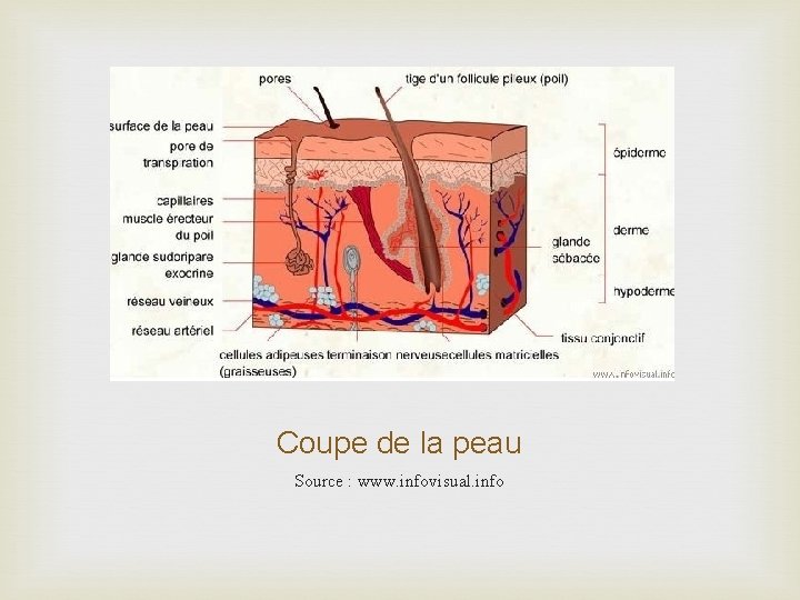 Coupe de la peau Source : www. infovisual. info 