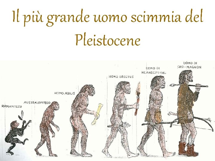 Il più grande uomo scimmia del Pleistocene 