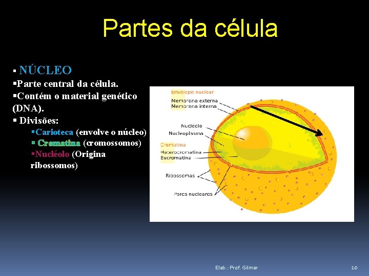 Partes da célula NÚCLEO Parte central da célula. Contém o material genético (DNA). Divisões: