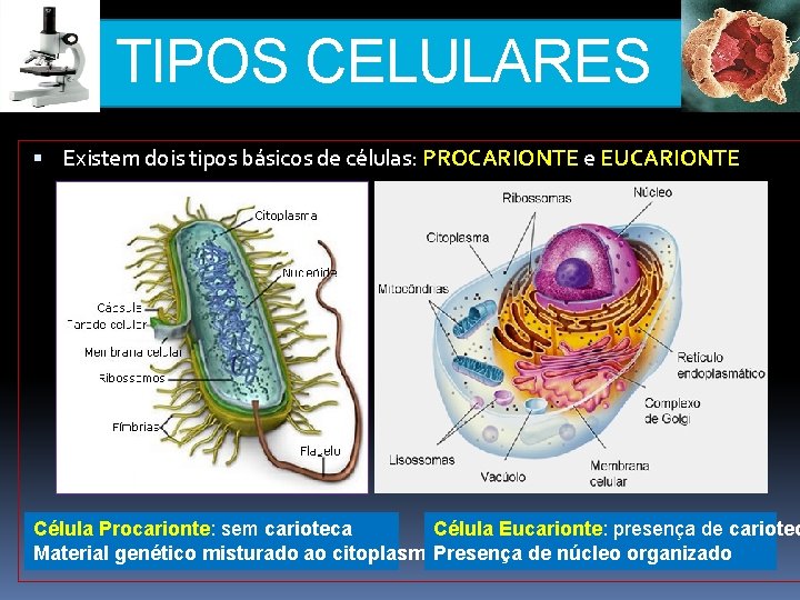 TIPOS CELULARES Existem dois tipos básicos de células: PROCARIONTE e EUCARIONTE Célula Procarionte: sem