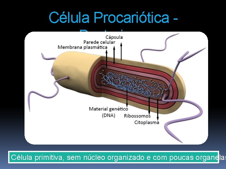 Célula Procariótica Bacteriana Célula primitiva, sem núcleo organizado e com poucas organelas 