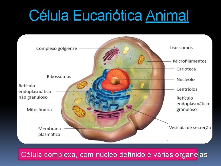 Célula Eucariótica Animal Célula complexa, com núcleo definido e várias organelas 