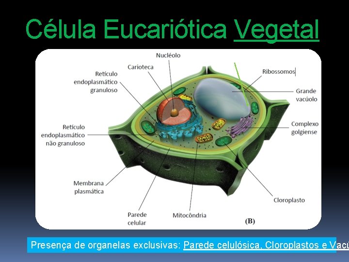 Célula Eucariótica Vegetal Presença de organelas exclusivas: Parede celulósica, Cloroplastos e Vacú 
