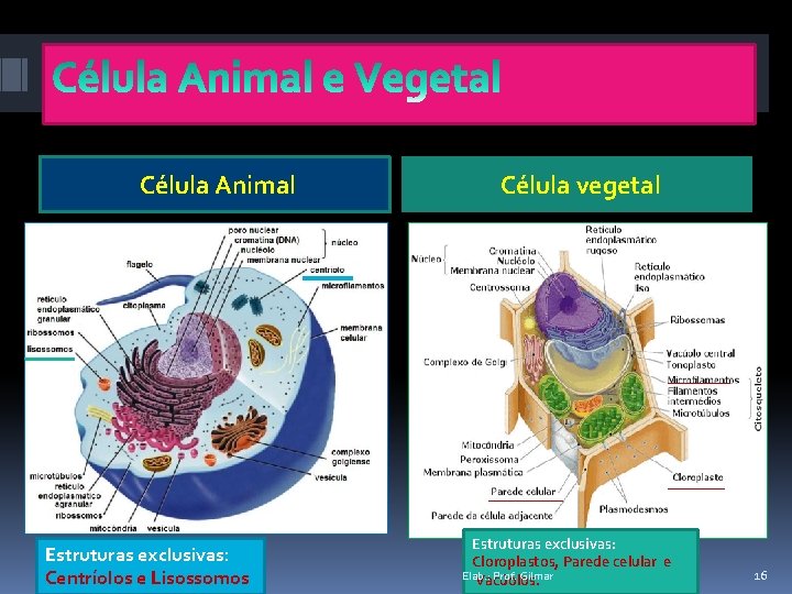 Célula Animal Estruturas exclusivas: Centríolos e Lisossomos Célula vegetal Estruturas exclusivas: Cloroplastos, Parede celular