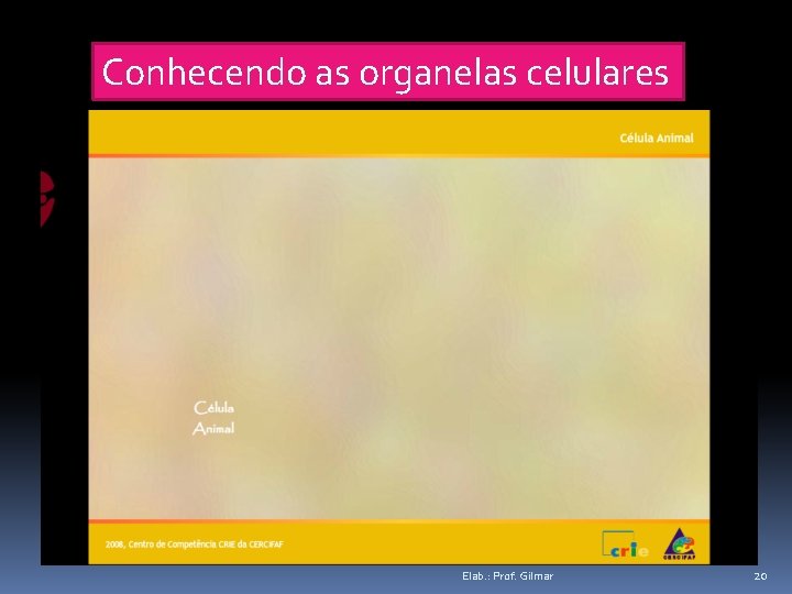 Conhecendo as organelas celulares Elab. : Prof. Gilmar 20 