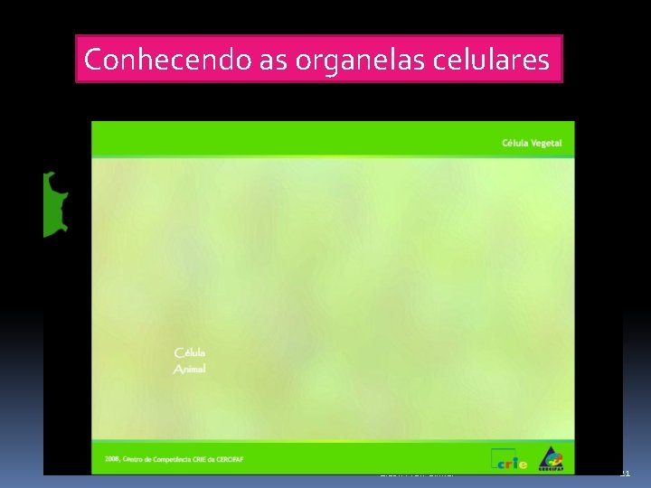 Conhecendo as organelas celulares Elab. : Prof. Gilmar 21 