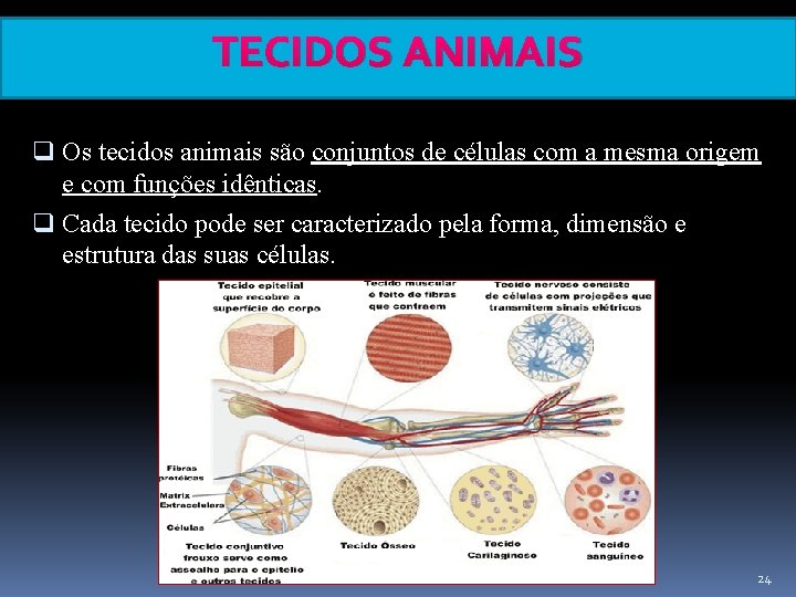 TECIDOS ANIMAIS q Os tecidos animais são conjuntos de células com a mesma origem