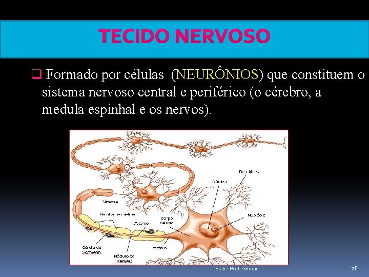 TECIDO NERVOSO q Formado por células (NEURÔNIOS) que constituem o sistema nervoso central e