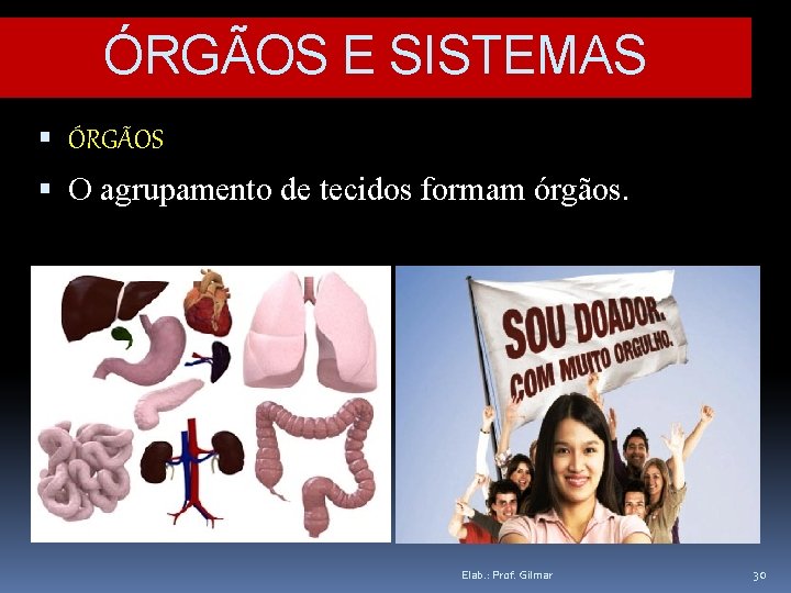 ÓRGÃOS E SISTEMAS ÓRGÃOS O agrupamento de tecidos formam órgãos. Elab. : Prof. Gilmar