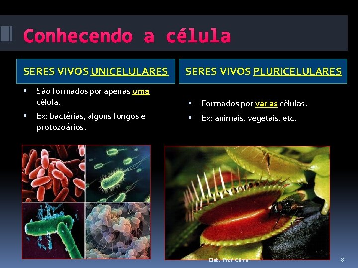 Conhecendo a célula SERES VIVOS UNICELULARES São formados por apenas uma célula. Ex: bactérias,