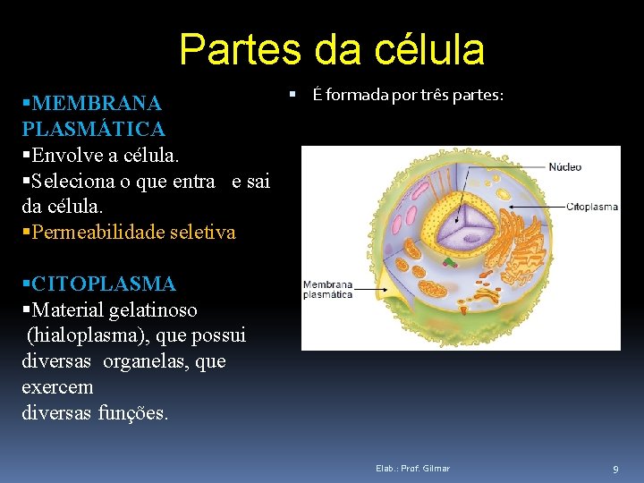 Partes da célula MEMBRANA PLASMÁTICA Envolve a célula. Seleciona o que entra e sai