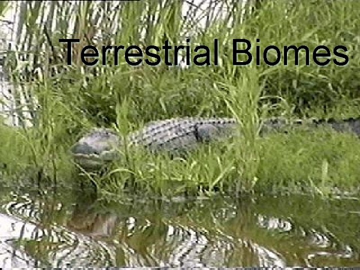 Terrestrial Biomes 