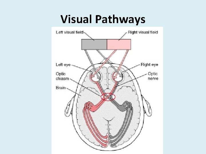 Visual Pathways 