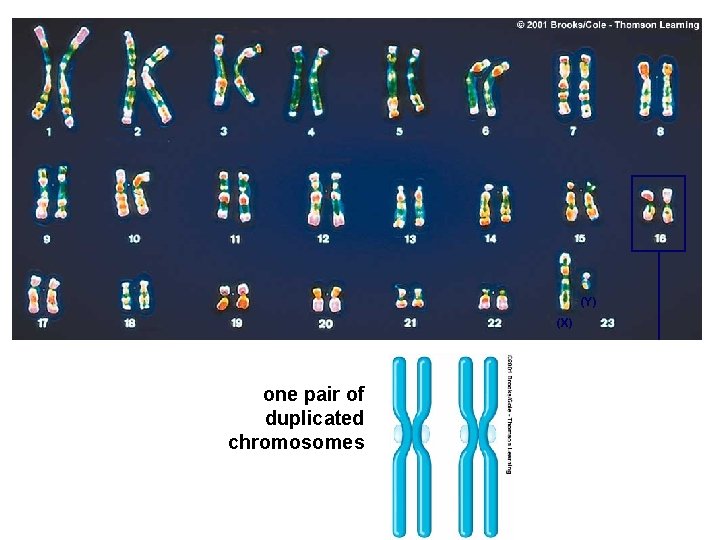 (Y) (X) one pair of duplicated chromosomes 