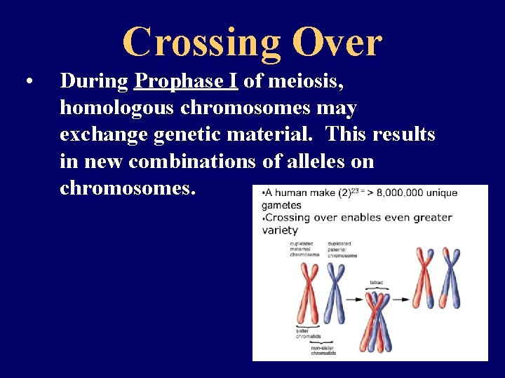 Crossing Over • During Prophase I of meiosis, homologous chromosomes may exchange genetic material.
