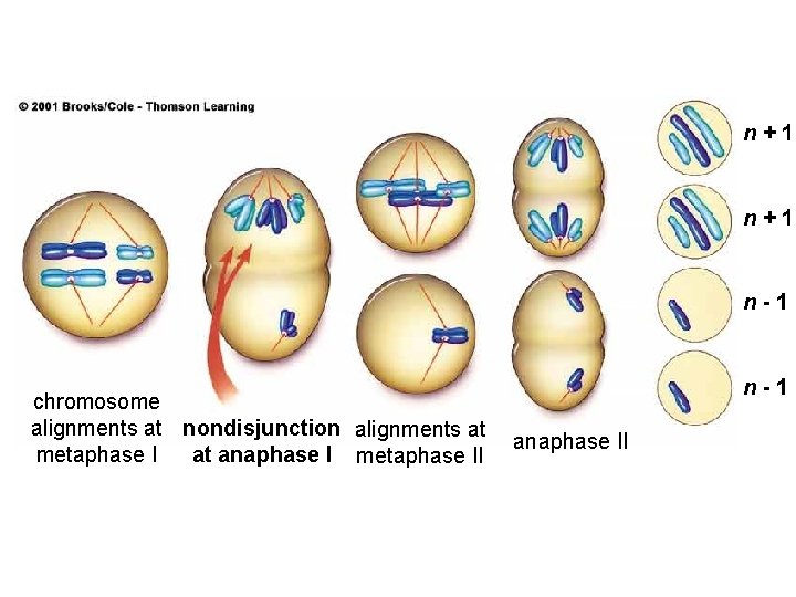 n+1 n-1 chromosome alignments at nondisjunction alignments at at anaphase I metaphase I n-1