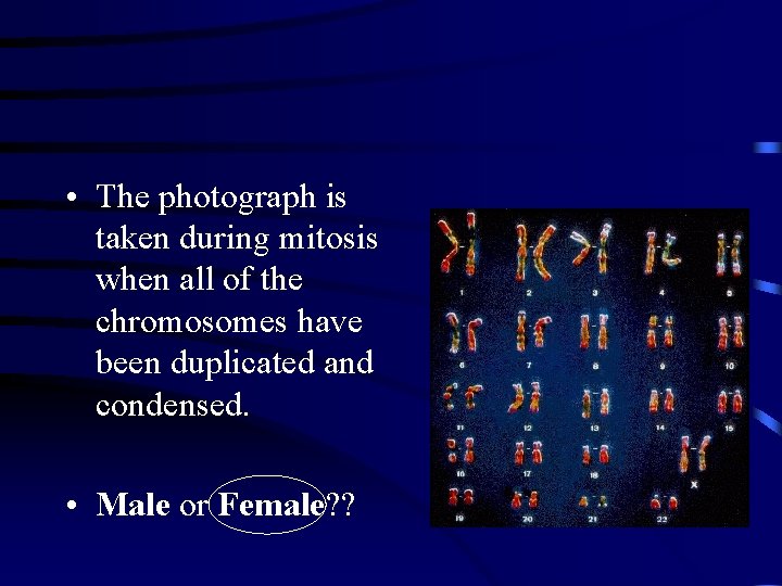  • The photograph is taken during mitosis when all of the chromosomes have