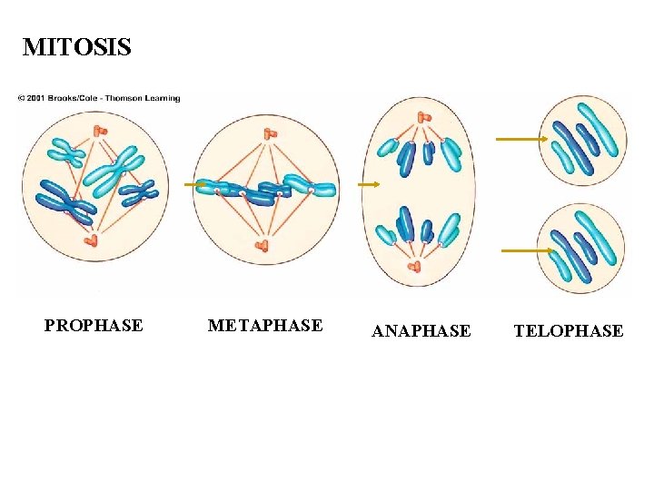 MITOSIS PROPHASE METAPHASE ANAPHASE TELOPHASEE Fig. 10 a p. 171 