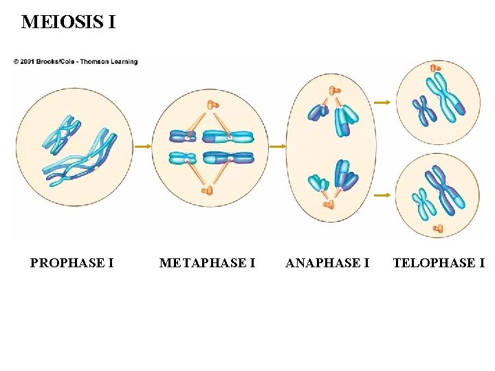 MEIOSIS I PROPHASE I METAPHASE I ANAPHASE I TELOPHASE I 