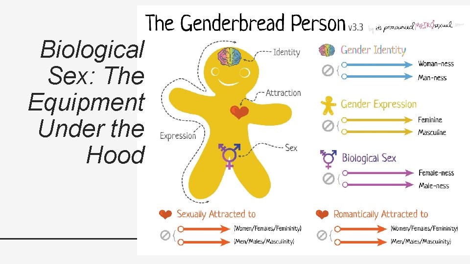 Biological Sex: The Equipment Under the Hood 