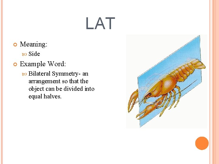 LAT Meaning: Side Example Word: Bilateral Symmetry- an arrangement so that the object can