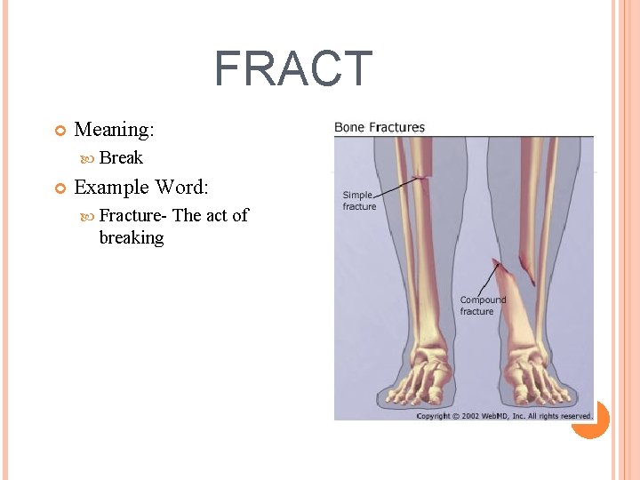 FRACT Meaning: Break Example Word: Fracture- breaking The act of 