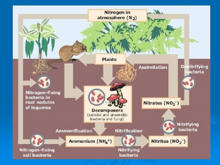 Chapter 4 The Nitrogen Cycle and the Phosphorus