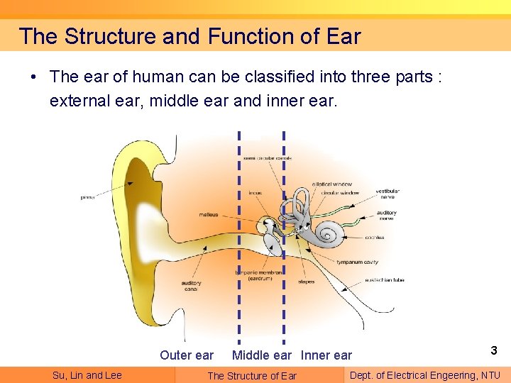 The Structure and Function of Ear • The ear of human can be classified