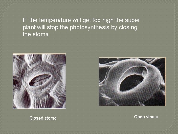 If the temperature will get too high the super plant will stop the photosynthesis