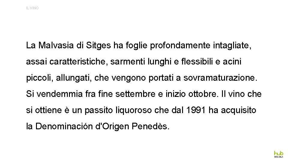 IL VINO La Malvasia di Sitges ha foglie profondamente intagliate, assai caratteristiche, sarmenti lunghi