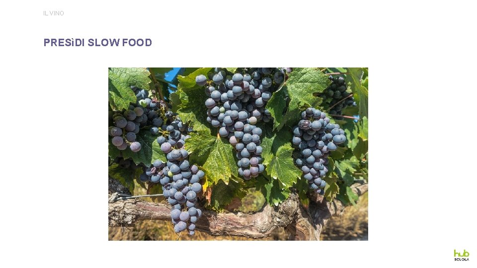IL VINO PRESìDI SLOW FOOD 