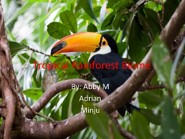 Tropical Rainforest Biome By: Abby M Adrian Minju 